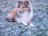 Sheltie Hund