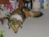 Sheltie Hund