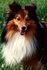 Sheltie Hund