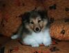 Sheltie Hund