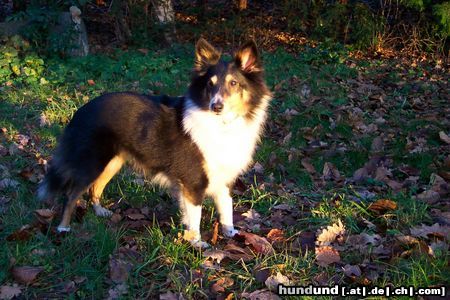 Sheltie Sharin vom Insulaner