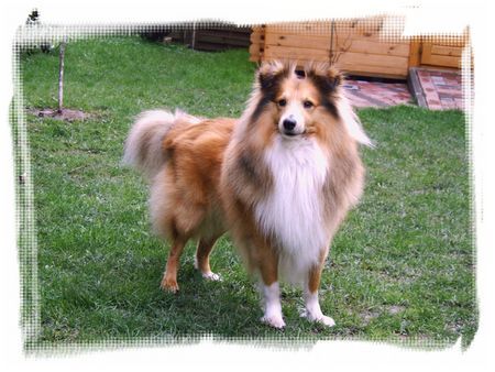 Sheltie Garret vom Sheltieparadies