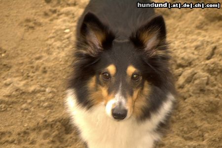 Sheltie Sharin vom Insulaner