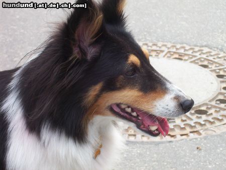 Sheltie Sharin vom Insulaner