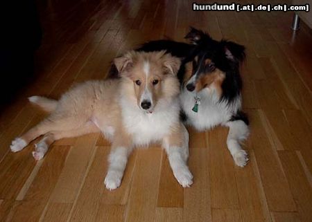 Sheltie Sheila(sable collie) und Shelbie(Tri Color Sheltie)