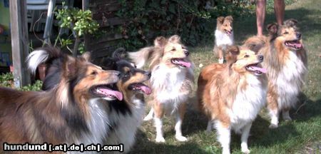 Sheltie Das ist unsere Sheltiebande