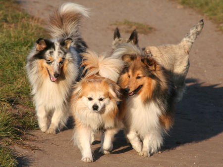 Sheltie zwei Shelties am Flirten :)