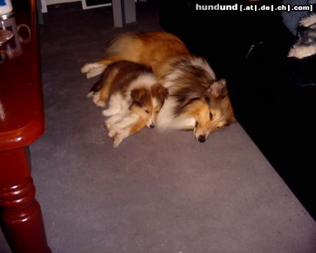 Sheltie Sunko 17 Monate und Jo-Lee 4 Monate