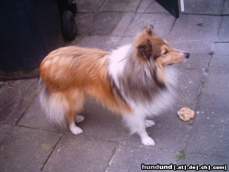 Sheltie Sunko 14 Monate