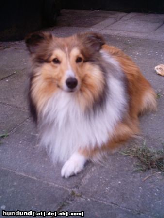 Sheltie Sunko 14 Monate