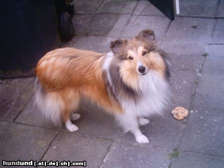 Sheltie Sunko 14 Monate