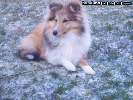 Sheltie Sunko 5 Monate im Schnee