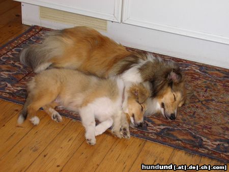 Sheltie Sunko und Jo-Lee