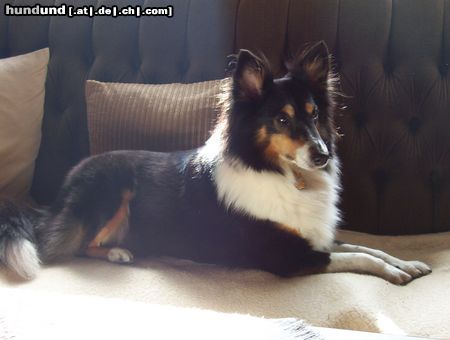 Sheltie Sharin vom Insulaner