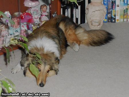 Sheltie Meine Süsse