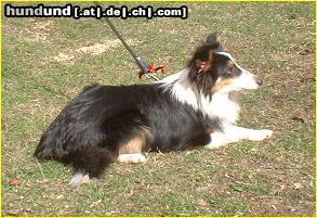 Sheltie unser tricolor Rüde