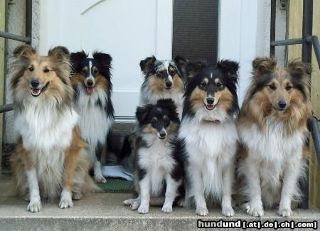 Sheltie Shelties 2003