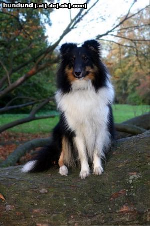 Sheltie Charmed Choice from a Beloved Home