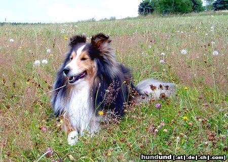 Sheltie Whitey