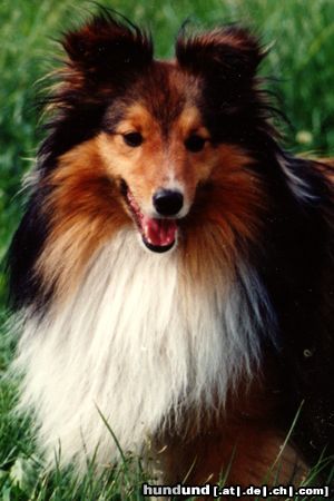 Sheltie Wisky v. Rindsberg Porträt