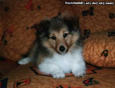 Sheltie Yardy vom Heidegarten