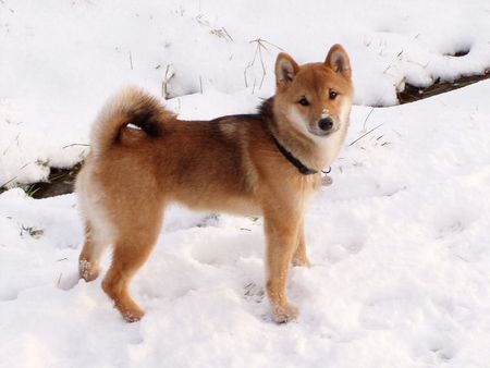 Shiba Shiba im Schnee