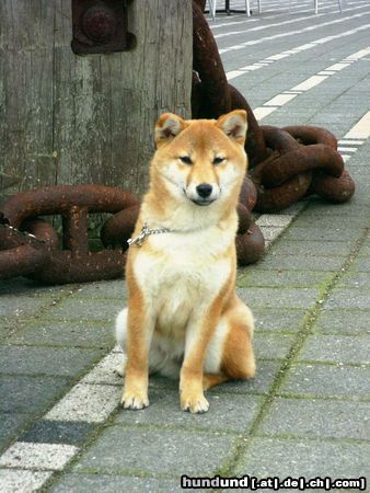 Shiba unsere kleine Aika mit 6 Monaten in Rotterdam