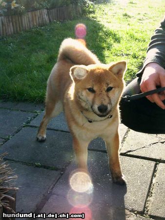 Shiba Aika mit 6 Monaten nach ERFOLGREICHER Gartenarbeit!