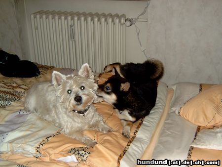 Shiba Benji und sein bester Freund Charlie