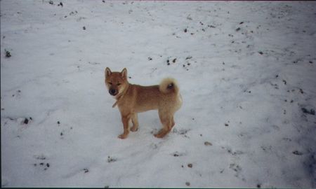 Shiba Shiba Rüde im Schnee