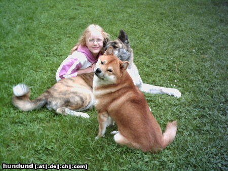 Shiba Zobel mit Akita Inu