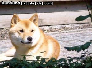 Shiba Bushido ... Ein Shiba Inu geniesst die Sonne