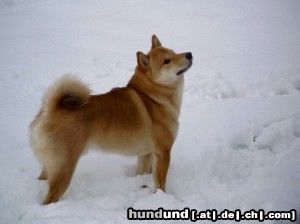 Shiba Bushido in seinem Element ... Schnee