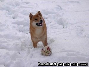 Shiba Bushido ... Schnee ist einfach toll