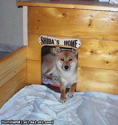 Shiba