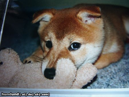 Shiba MEINS!!!!