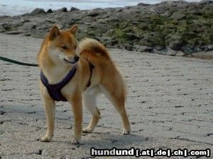 Shiba Bushido ... Wo ist denn blos das Meer???