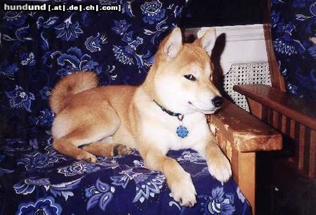 Shiba