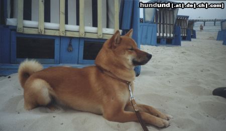 Shiba Shiba am Strand