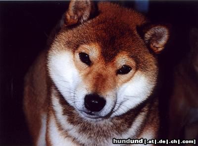 Shiba