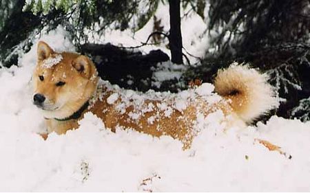 Shiba Ein Nordischer in seinem Element! (Shiba-Rüde Aikan)