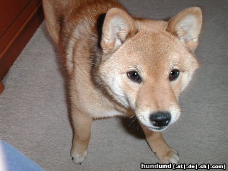 Shiba Miokuru von Medilica