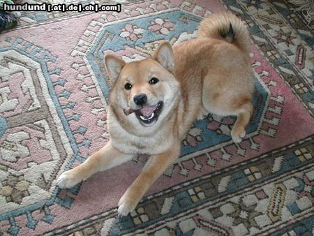 Shiba Miokuru von Medilica