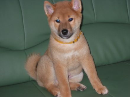 Shiba Shiba Inu 12 Wochen alt