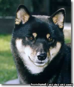 Shiba Holland/Int Campion We-sedso Masamune Keiji Jugend Weltmeister 2002