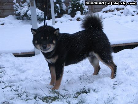 Shiba Deckrüde-Lord v.Königlichen Spreeufer-Hochprämiert