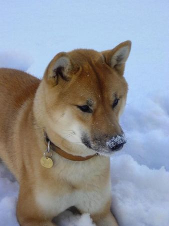 Shiba Shiba Inu Rüde Radjah