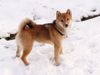 Shiba Hund