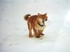 Shiba Hund