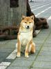 Shiba Hund